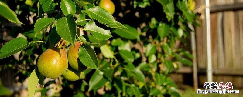 梨树全年管理用什么农药 梨树农药全年配方表