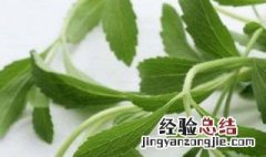 马耳菜作用与功效菜 马耳菜对人体的好处