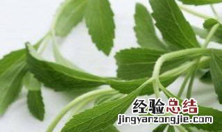 马耳菜作用与功效菜 马耳菜对人体的好处