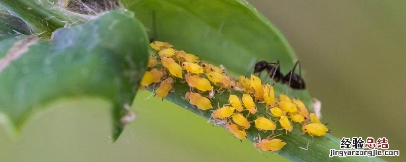 腻虫怎么消灭小窍门 蔬菜腻虫怎么消灭小窍门