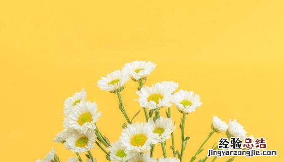 菊花图片 菊花图片 品种