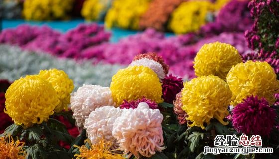 菊花图片 菊花图片 品种
