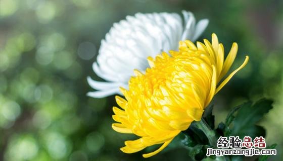 菊花图片 菊花图片 品种