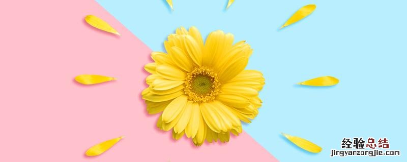 菊花图片 菊花图片 品种