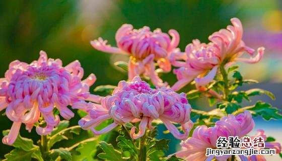 菊花图片 菊花图片 品种