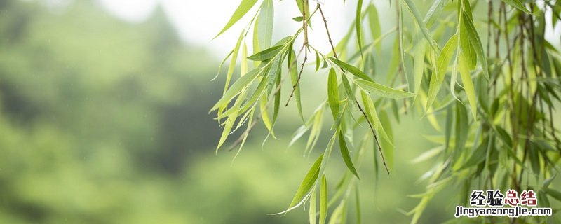 裸子植物和被子植物主要区别表格 裸子植物和被子植物主要区别