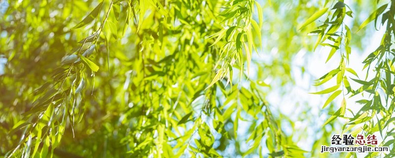 裸子植物和被子植物主要区别表格 裸子植物和被子植物主要区别