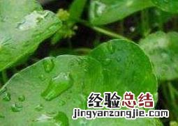金钱草的功效与作用 金钱草的功效与作用与主治