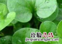 金钱草的功效与作用 金钱草的功效与作用与主治