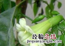绿宝树是幸福树吗?绿宝树和幸福树怎么区别 绿宝树和幸福树的区别
