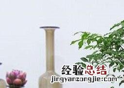 绿宝树是幸福树吗?绿宝树和幸福树怎么区别 绿宝树和幸福树的区别