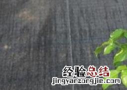 绿宝树的风水作用 绿宝树的风水作用与功效