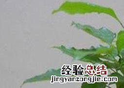 绿宝树的风水作用 绿宝树的风水作用与功效