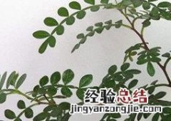 盆栽胡椒木有什么好处 养胡椒木有什么好处