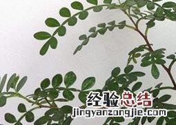 盆栽胡椒木有什么好处 养胡椒木有什么好处