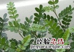 盆栽胡椒木有什么好处 养胡椒木有什么好处