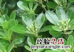 七叶莲怎么种 七叶莲怎么种植盆栽