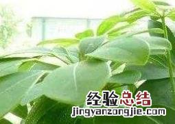 七叶莲怎么种 七叶莲怎么种植盆栽