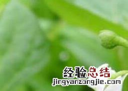 龙葵花的功效与作用 龙葵花的功效与作用图片