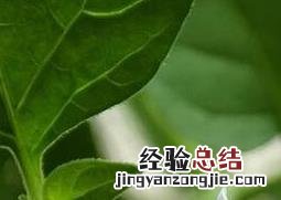 龙葵花的功效与作用 龙葵花的功效与作用图片