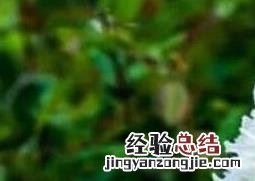 白芍药的功效与作用及药用价值 白芍药的功效与作用及药用价值图片