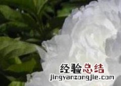 白芍药的功效与作用及药用价值 白芍药的功效与作用及药用价值图片