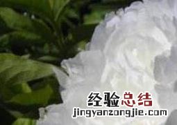 白芍药的功效与作用及药用价值 白芍药的功效与作用及药用价值图片