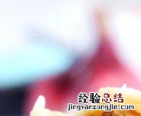 鸡肉荠菜饺子的做法 荠菜饺子的做法