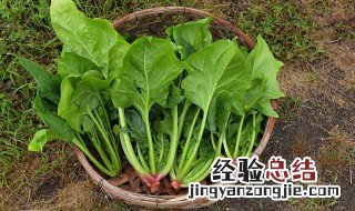 梦见菠菜是什么意思周公解梦 梦见菠菜是什么意思