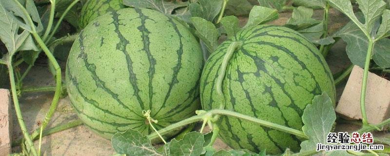 西瓜施肥方案及需肥规律 西瓜种植施肥管理