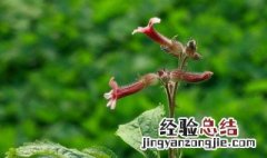 地黄的功效与作用 主要有这些
