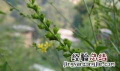 仙鹤草的功效与作用 仙鹤草的四大功效与作用