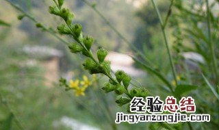 仙鹤草的功效与作用 仙鹤草的四大功效与作用