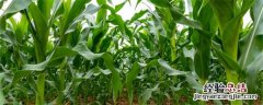 玉米育苗技术与方法 玉米育苗技术与方法露地