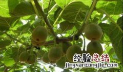 猕猴桃适合什么地方种植 软枣猕猴桃适合什么地方种植