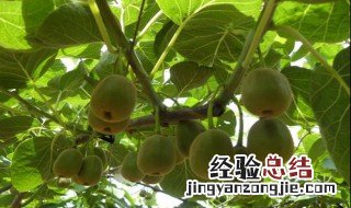 猕猴桃适合什么地方种植 软枣猕猴桃适合什么地方种植
