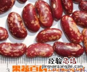 芸豆的功效与作用禁忌 芸豆的功效与作用