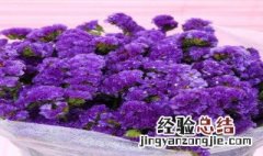 紫色勿忘我代表什么意思 紫色勿忘我代表什么意思呢