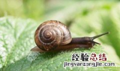 五香蜗牛 五香蜗牛哪五香