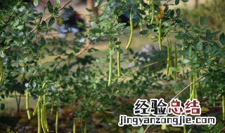 双荚决明药用 双荚决明可以食用吗
