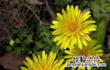 蒲公英花的功效与作用及食用方法 蒲公英花的功效与作用及食用方法禁忌