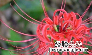 曼陀罗花的花语是什么 曼陀罗花的花语和象征意义