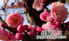 梅花适合种庭院吗 了解一下