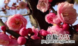 梅花适合种庭院吗 了解一下