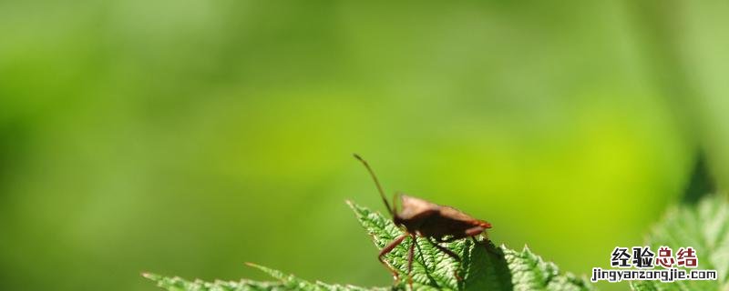 土鳖虫怎么养殖视频 土鳖虫怎么养殖