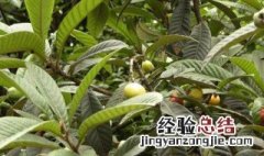 枇杷叶的功效与作用 枇杷叶的功效与作用及副作用