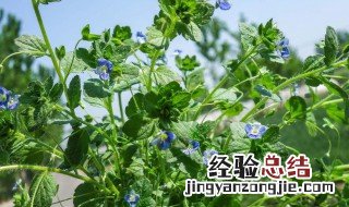 鹅不食草的功效与作用图片 鹅不食草的功效与作用
