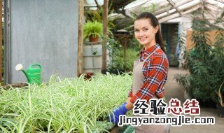 光合作用是如何发生的 光合作用如何发生