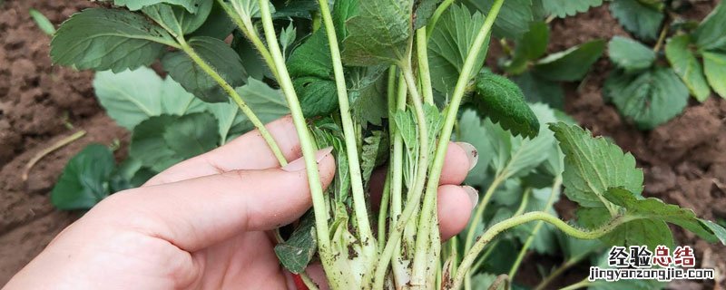 草莓苗裸根怎么种植 裸根草莓苗怎么缓苗