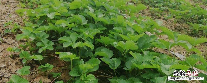 草莓死苗是什么原因 草莓苗枯死什么原因